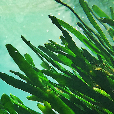 kayak